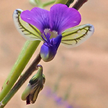 Polygala uncinata